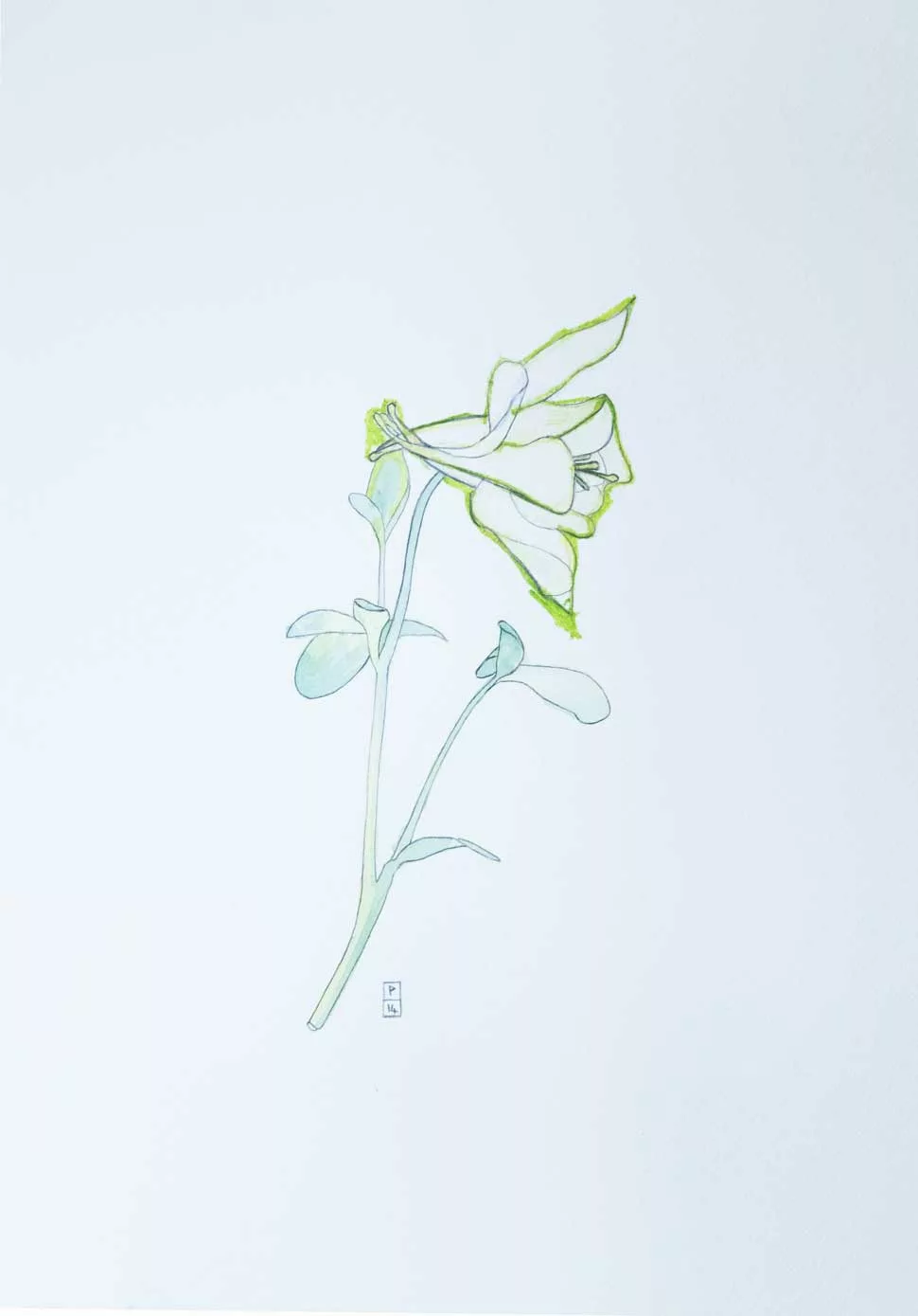 Green-Flower-2014-Paul-Stuart