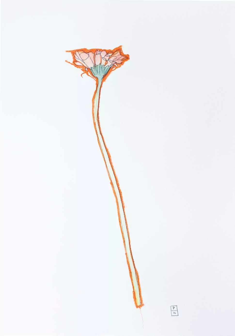 Orange-Flower-2014-Paul-Stuart
